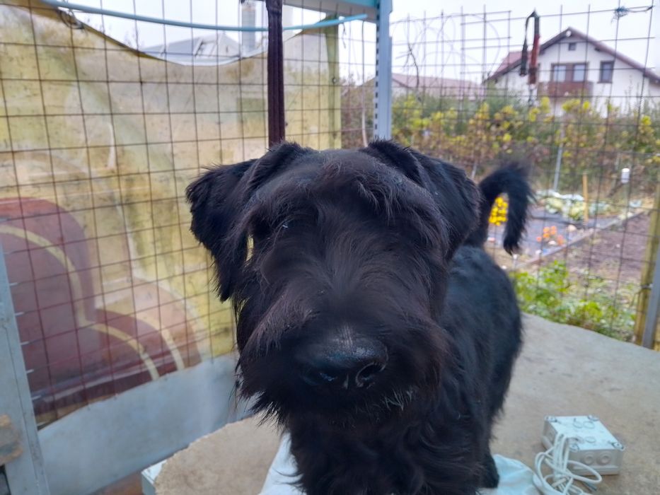 Schnauzer standard mittelschnauzer Negru pedigree tip A