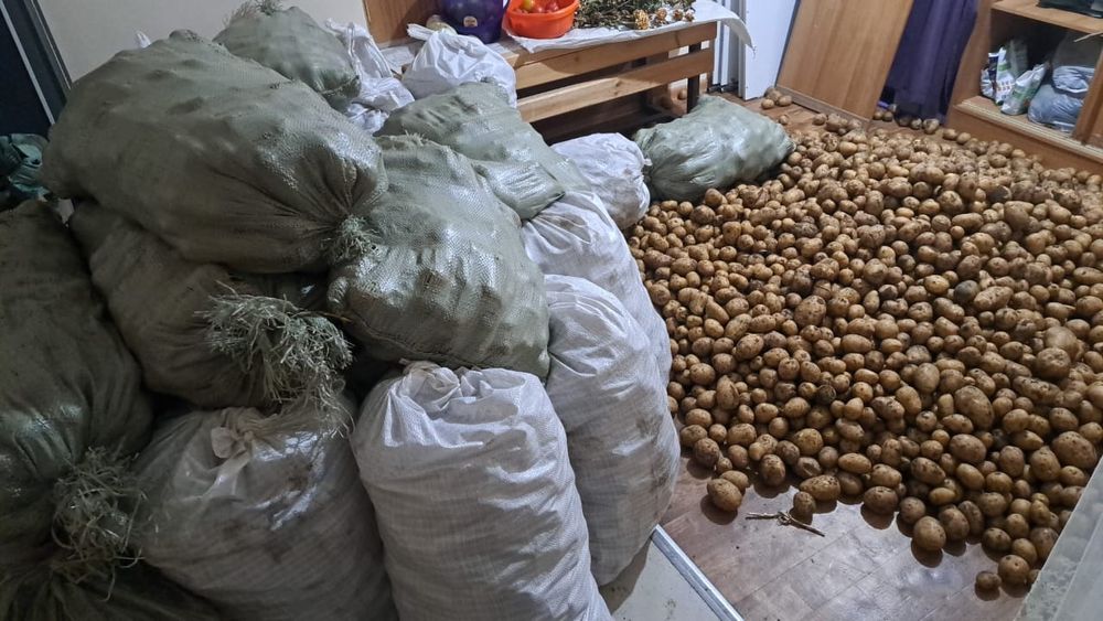 Продаю картофель деревенский