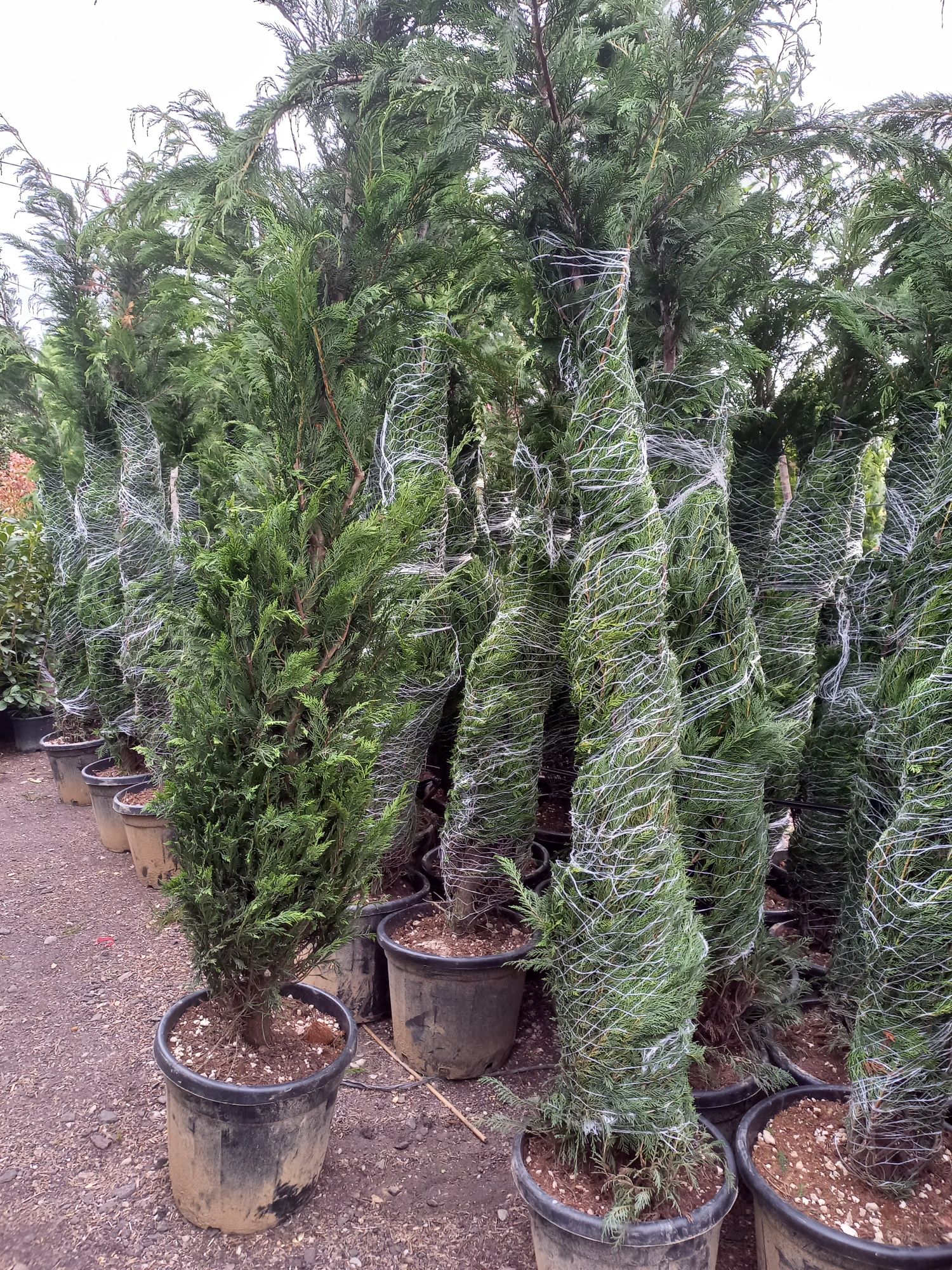 Leylandii plante ornamentale