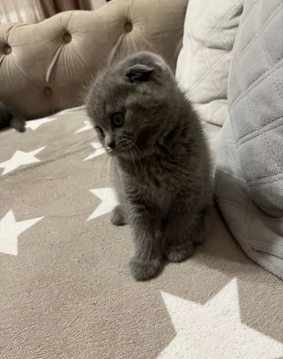 Scottish fold mascul