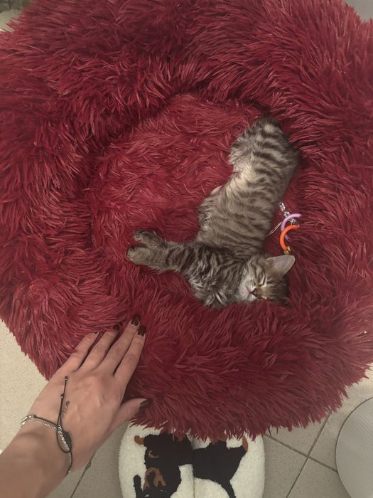 Котенок в хорошие руки