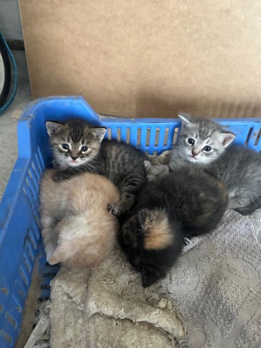 Отдам котят в добрые руки