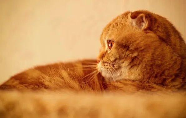 Вязка кот шустрый рижый крассавчик крупный
