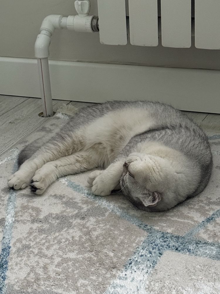 Кот на вязку вислоухий
