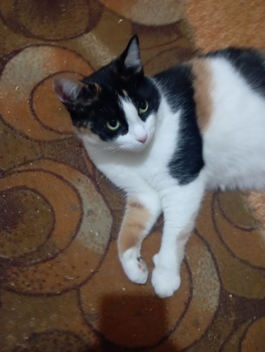 Пристраивается красивая черепаховая кошечка кошечка