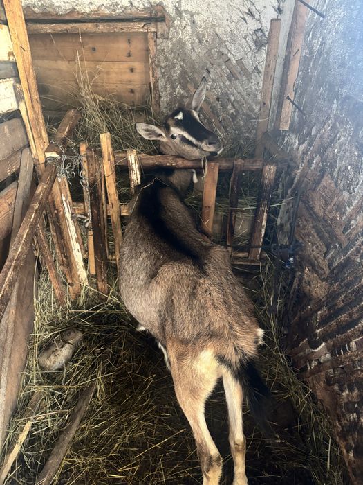 Se vand 3 capre si 1 țap