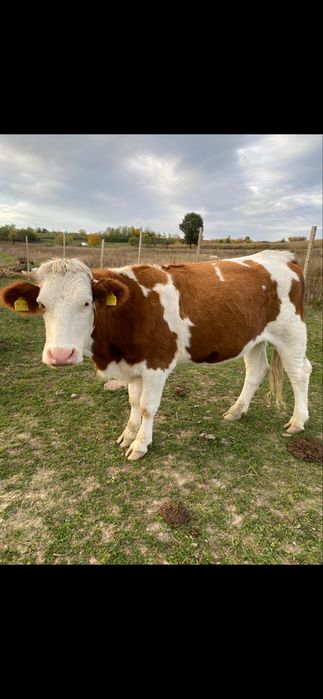 Juninci baltata romaneasca