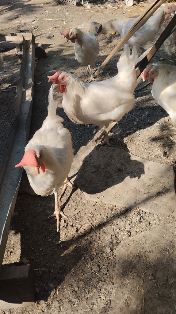 Продам кур несушек