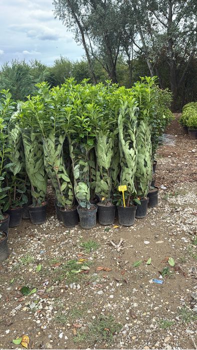 vând laur englezesc Prunus laurocerasus