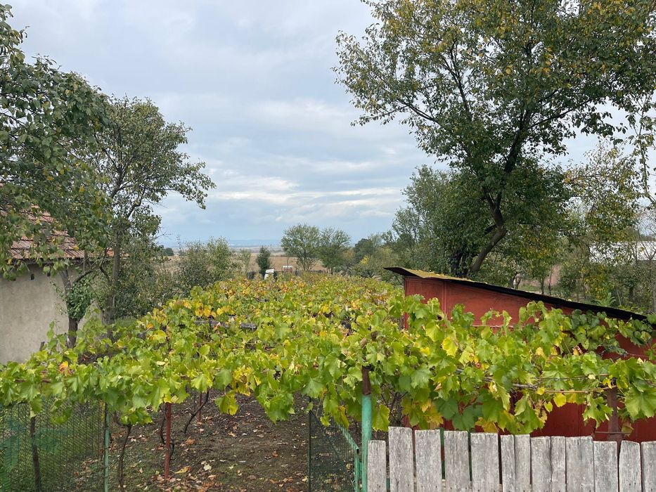 Teren cu vie de vânzare în Comuna Dănești, județul Gorj - 700mp