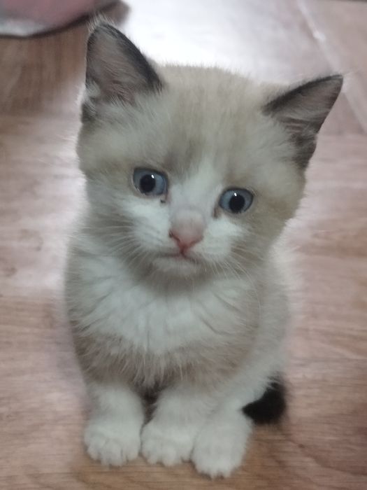 Отдам Котят девочка в заботливые руки бесплатно