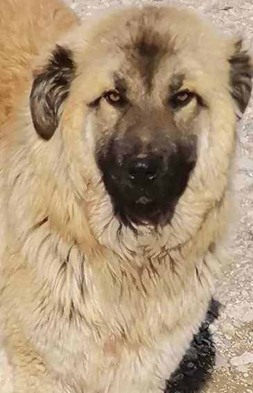 Adoptie caine metis ciobanesc