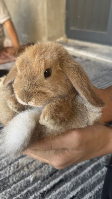 Карлик куён боллари