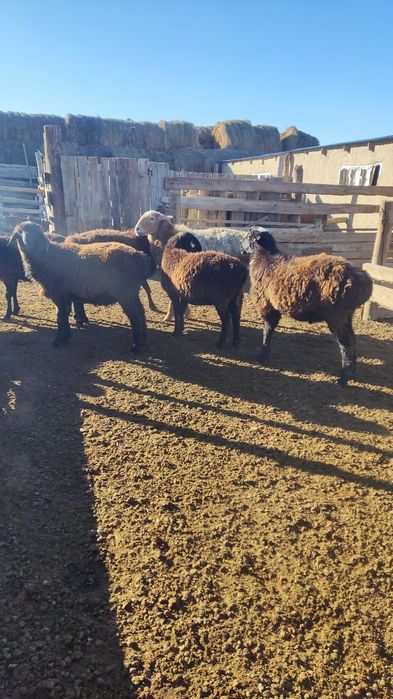 Тоқты еркек ұрғашы