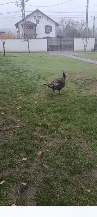 Vând una bucata curca