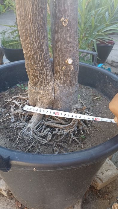 Портокал"Валенсия"