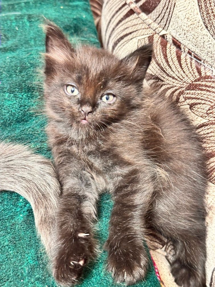 Отдам котят есть разные