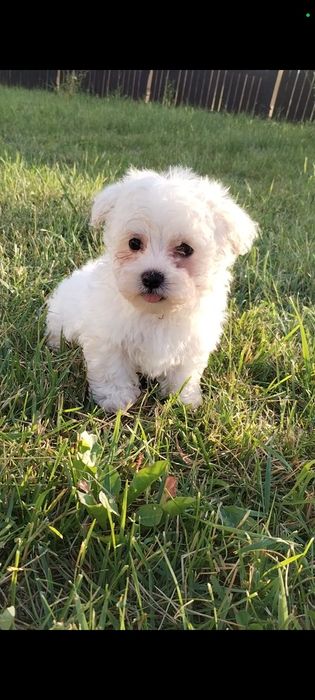 Bichon maltez talie mică