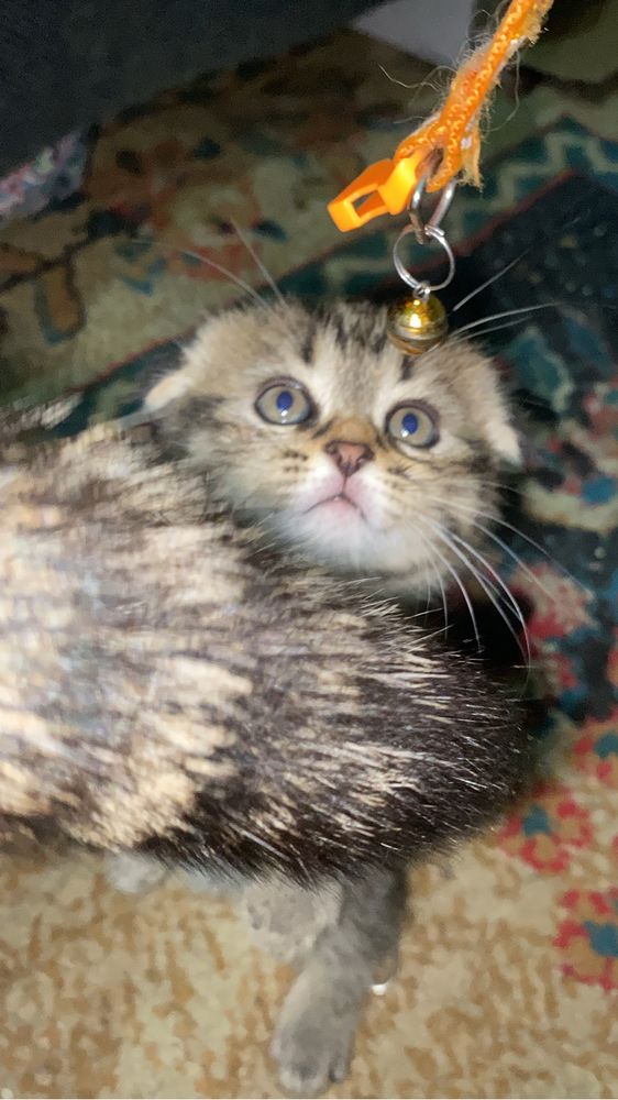 Scottishfold juda chiroyli aqilli mushuk hashaki emas