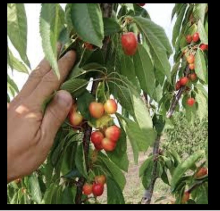 Cireș amar soiul Galata