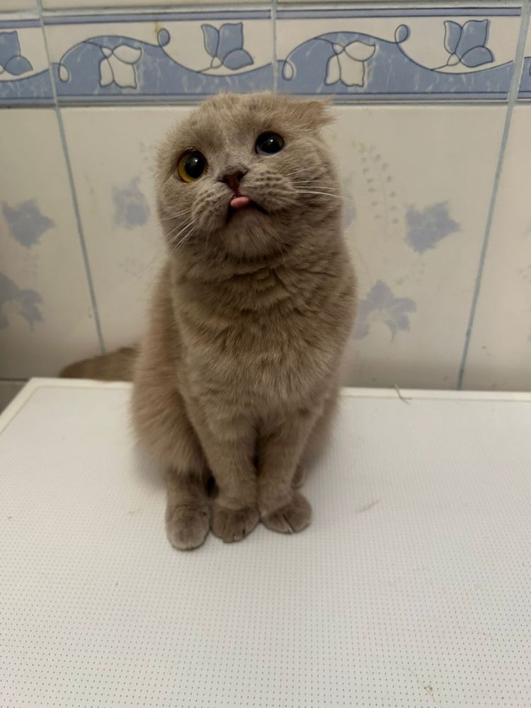 Продается кошечка!