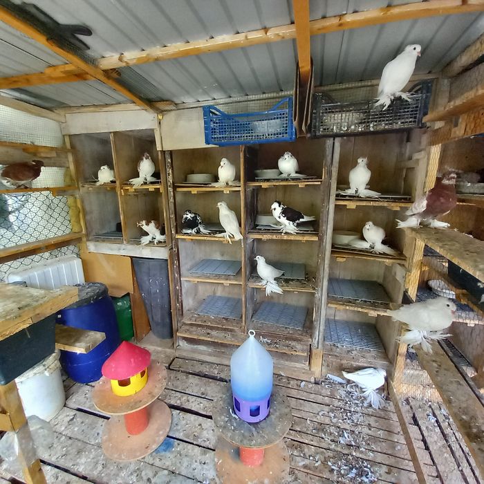 Porumbei uriasi maghiari tineret 2025