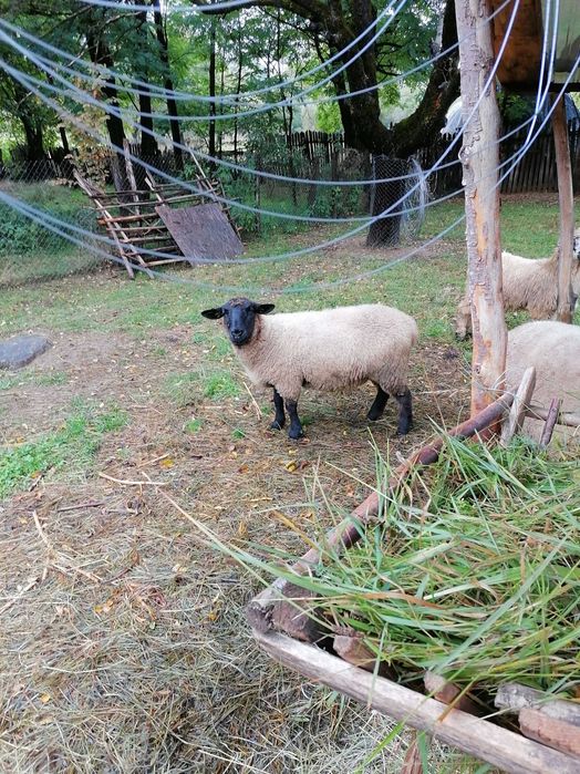 Vând doua oi și un berbec suffolk