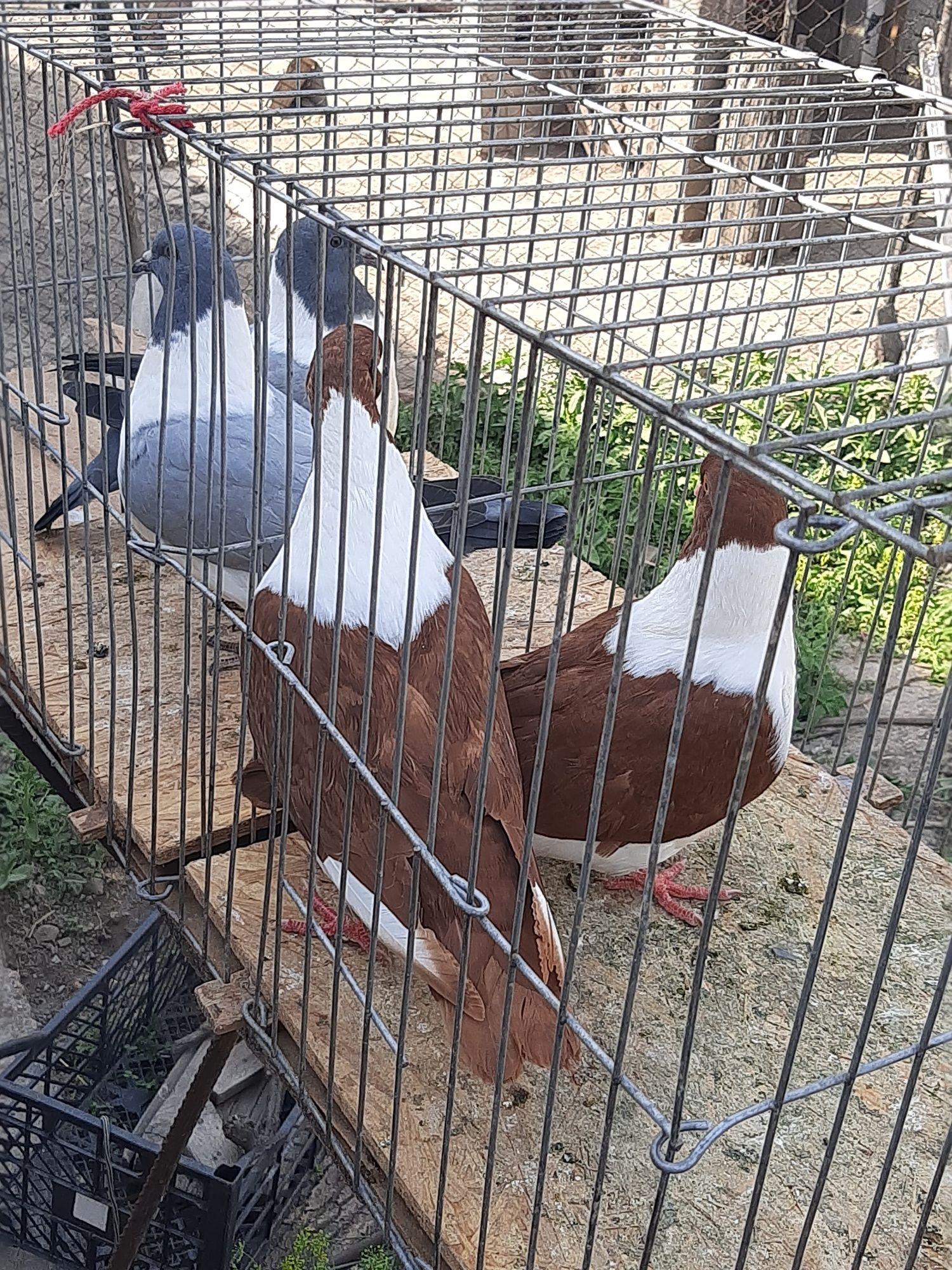 Porumbei straser tineret