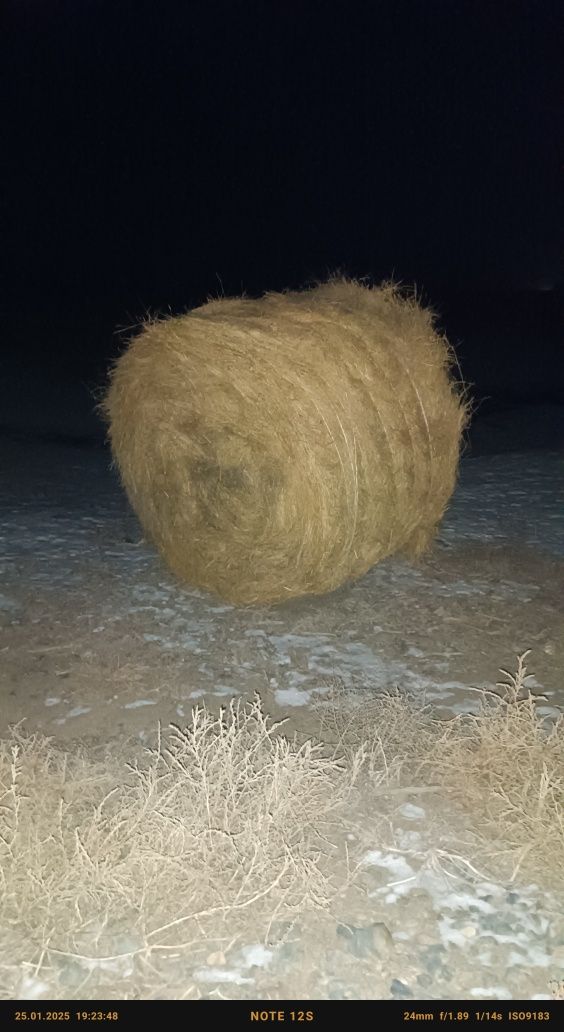Рулон Шөп қызылқоға жерінен