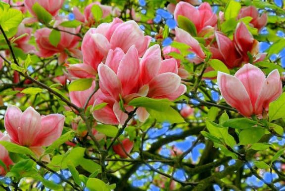 Magnolia Rustica Ruba -Roz închis