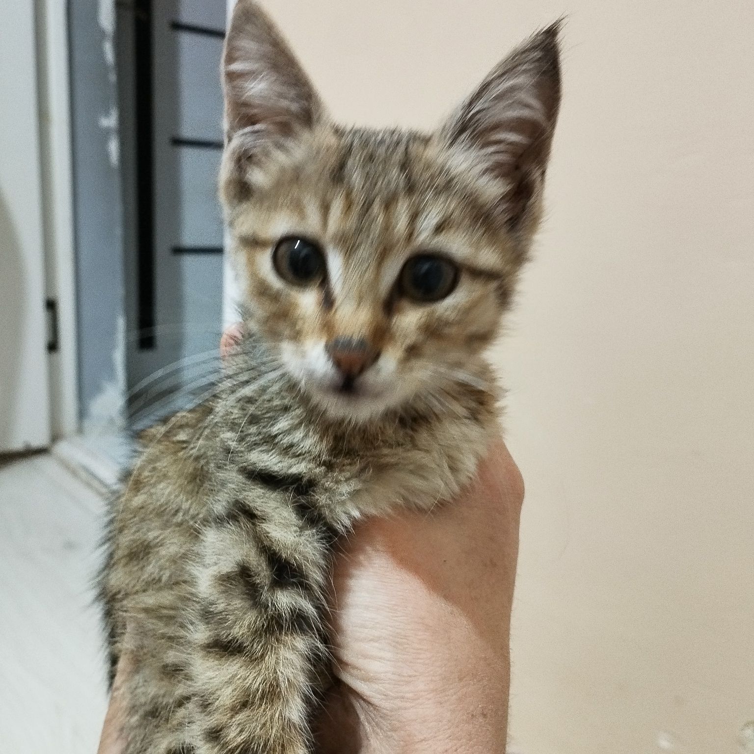Кошка ищет любишую семью мальчик
