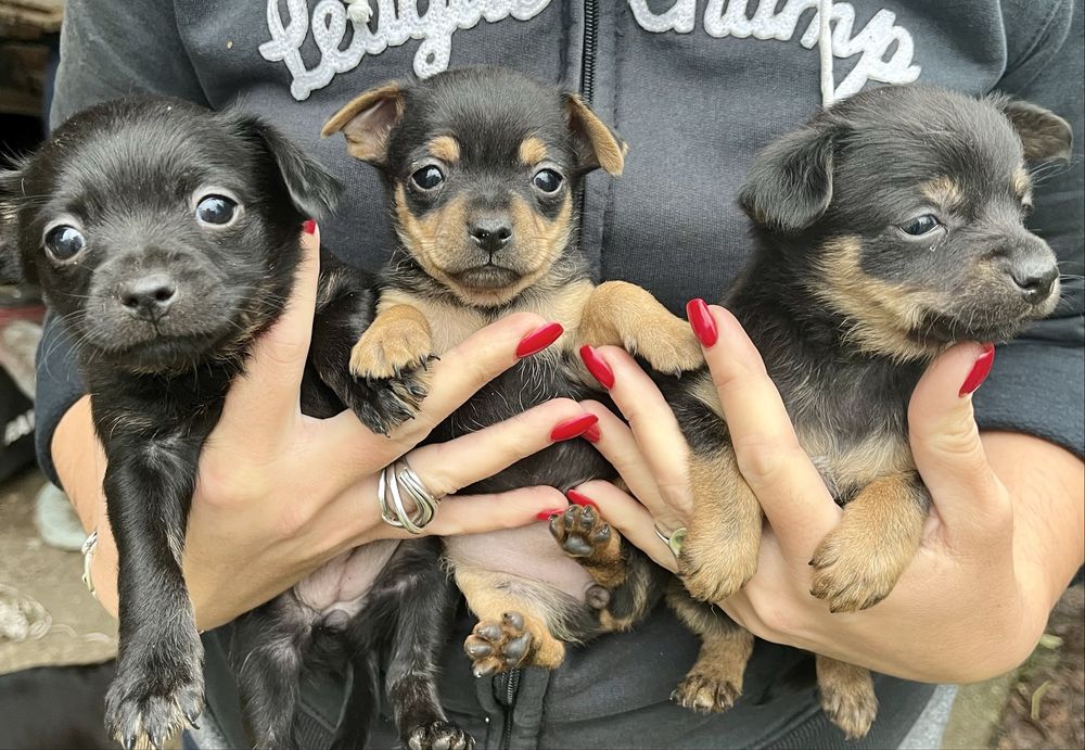 Продавам пинчери