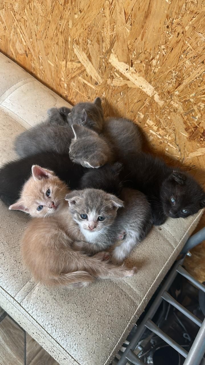 .отдам котят в добрые руки