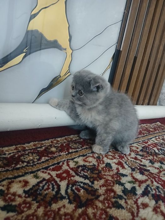 Zotdor mushuk bolasi