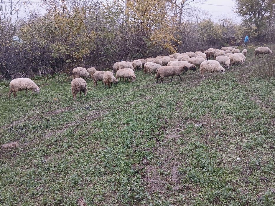 Vand oi bune de ținut