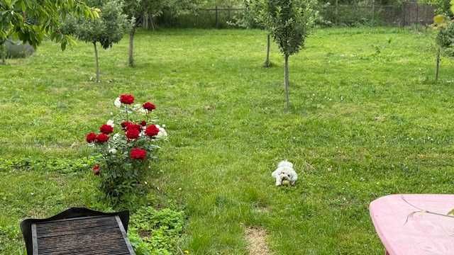 Casa Cristian 1152 mp schimb cu apart-auto -garsoniera +- dif