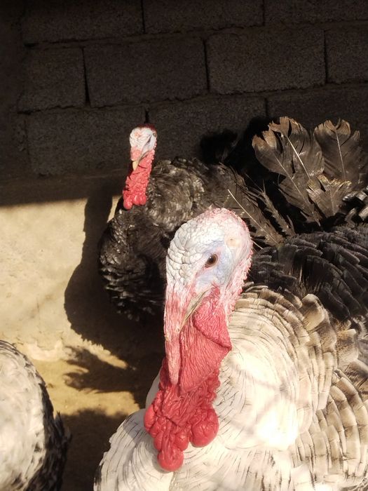 Келишамиз.Курка эркак Куркалар Индюк Индюклар