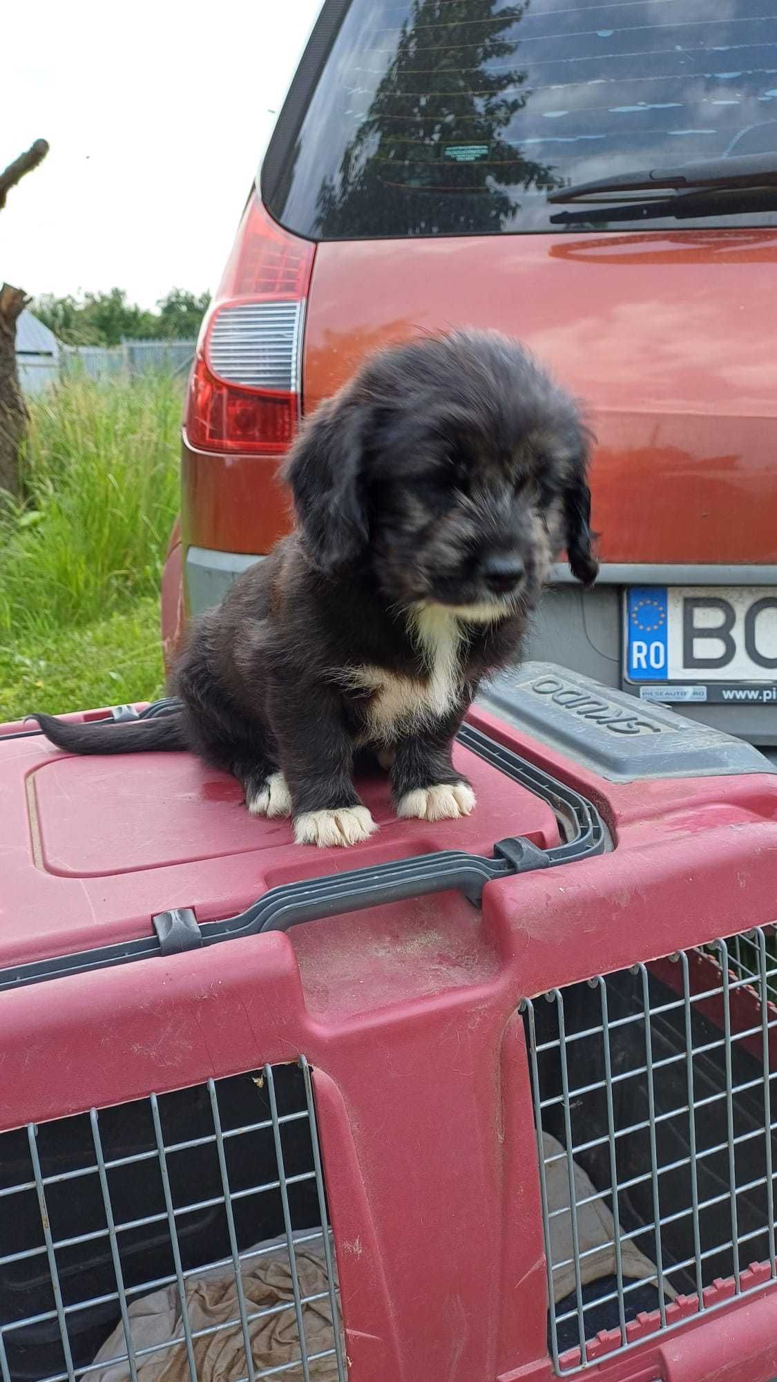 DONEZ : căței drăgălași / talie mică spre medie: mama are 12 kg