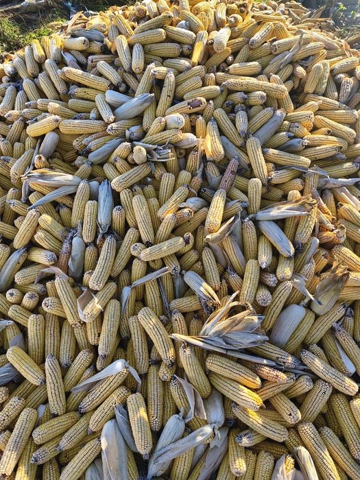 Vând știuleți porumb