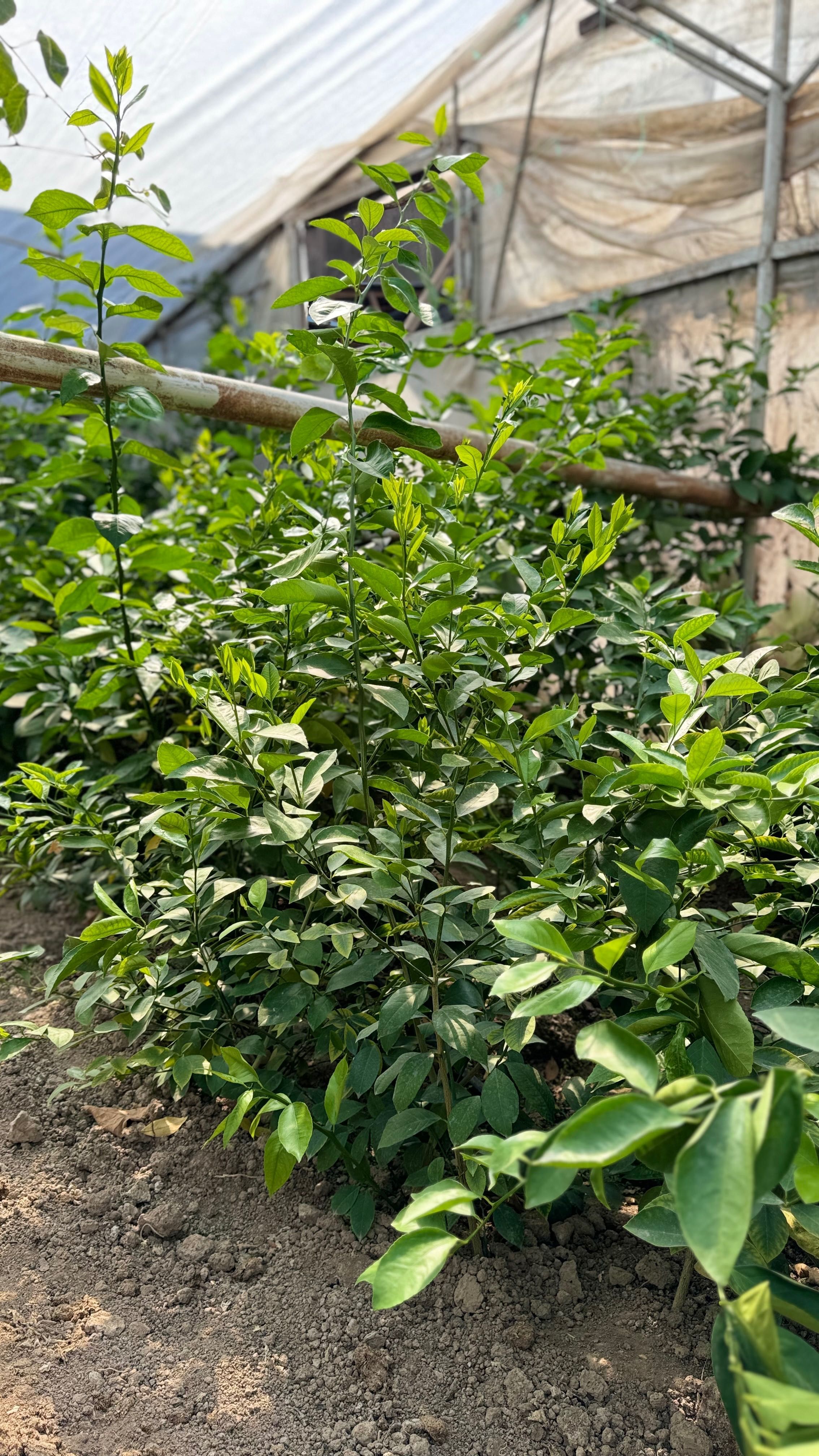 Limon koʻchat 3-4 yillik hosilga kirgan va kirmaganlari bor