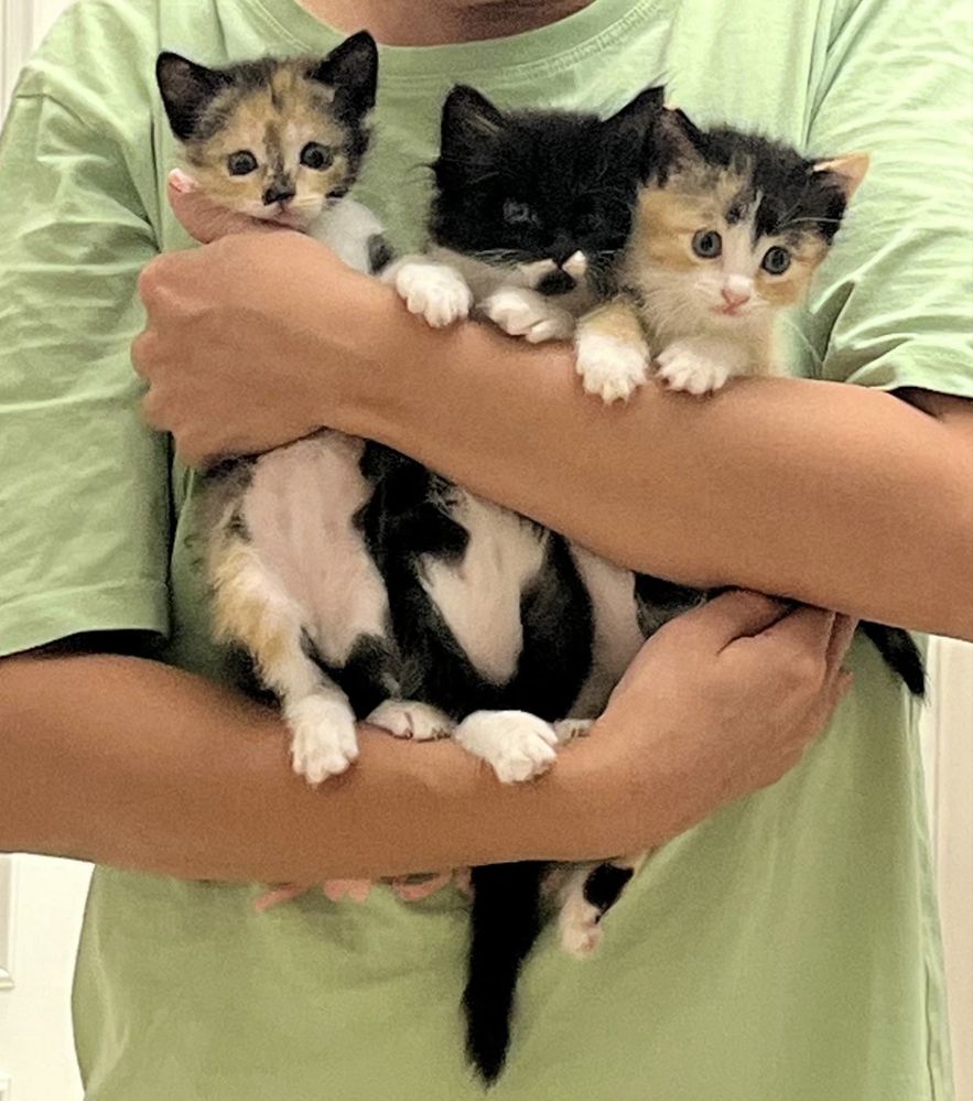 Кошка и котята — от сердца в сердце!