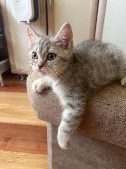 Отдаём котёнока Мальчика с мраморным окрасом . Только ответственным!!!