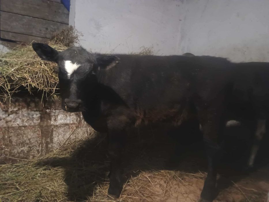 Vând vițele întarcate 7 luni