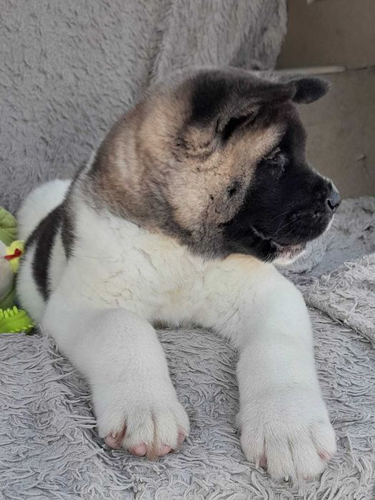 Акиты американские, имеется рассрочка каспий