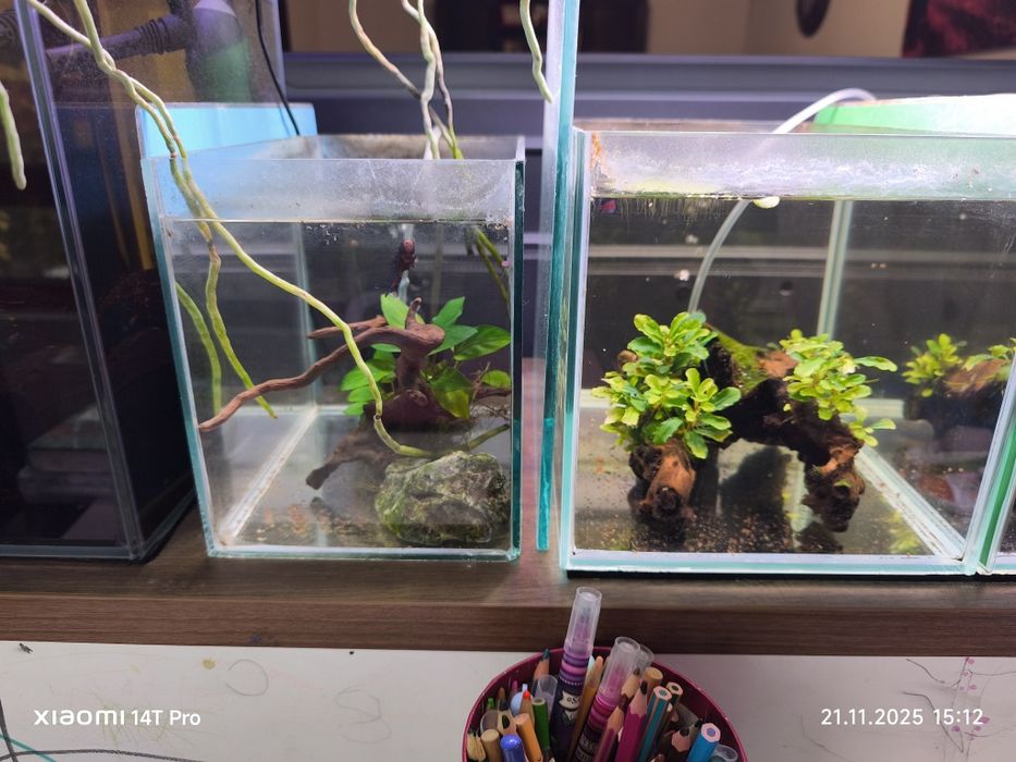 Vând acvarii 12l cu peste betta