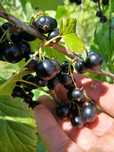 Coacaze negre bio