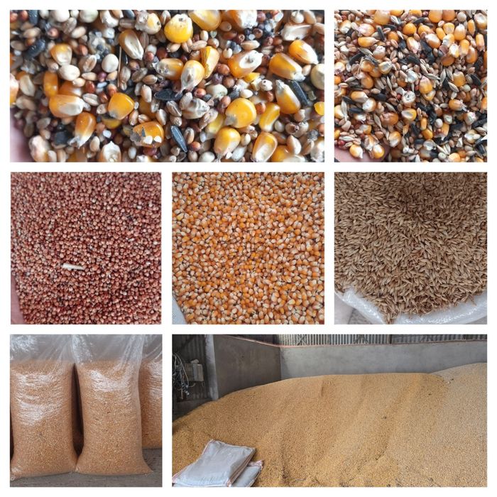 Vindem cereale 2025 / cantități mari/ Porumb/ Amestec cereale