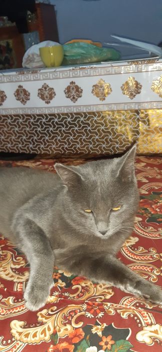 Mushuk juda aqili