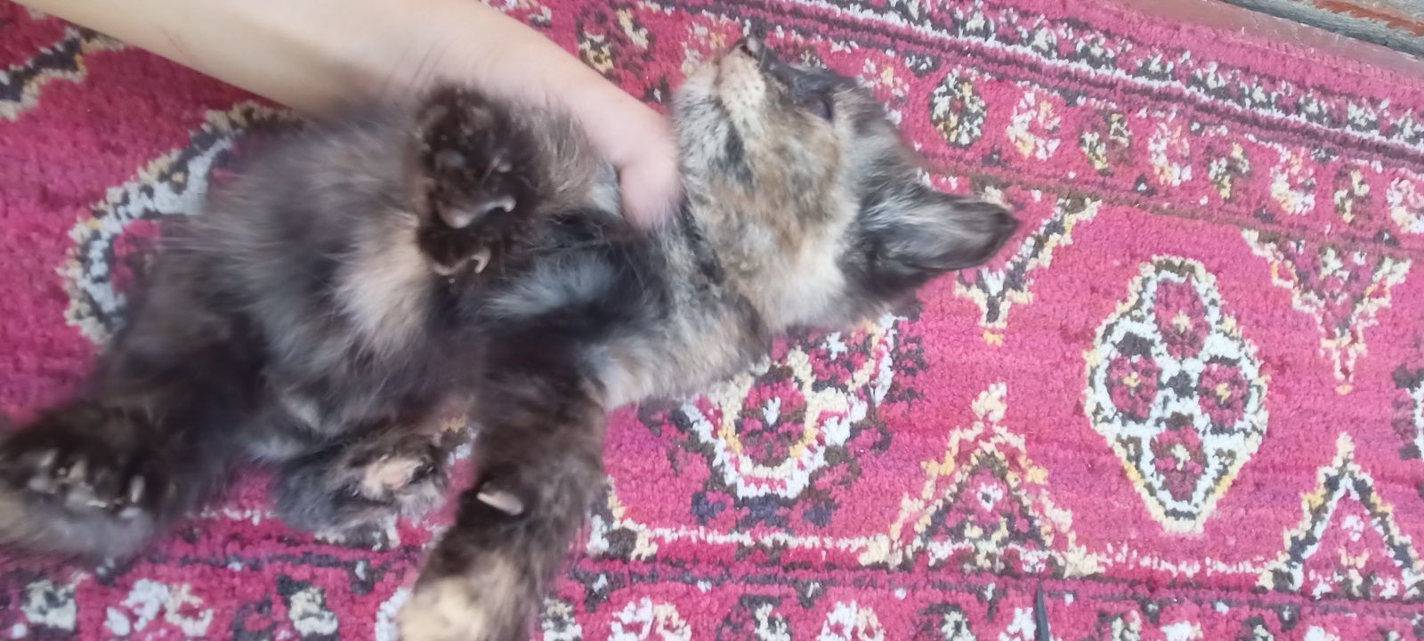 Ikki qiz qora uchinchisi xam borseamskiy  olinglar bepul beramiz