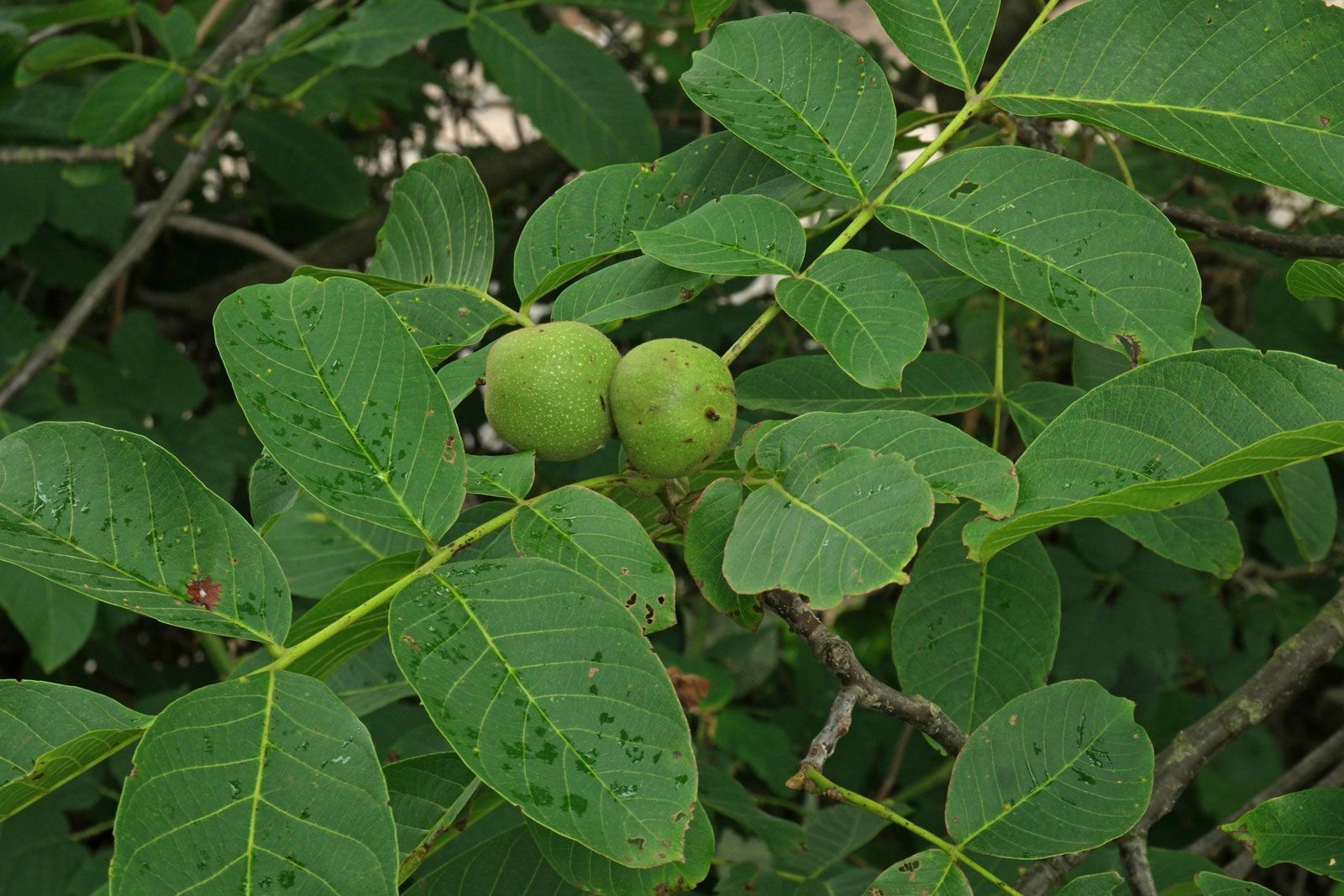 Nuc ,Juglans Regia ,